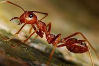 Kiến - loài côn trùng cổ nhất hành tinh còn sống